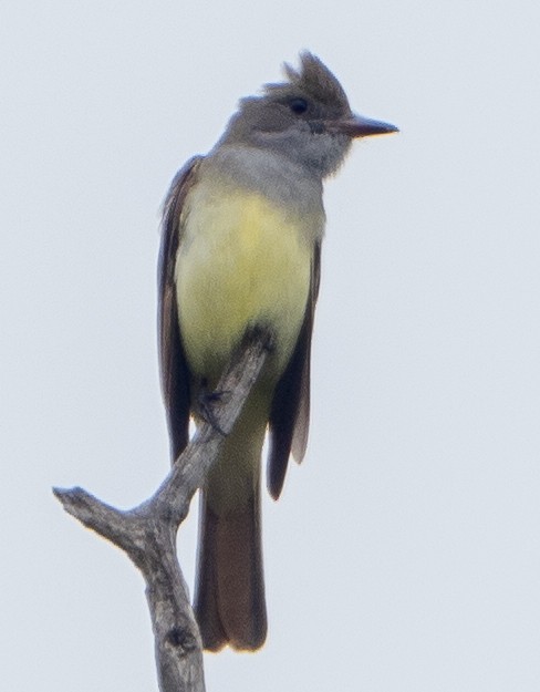 Great Crested Flycatcher - ML619360482