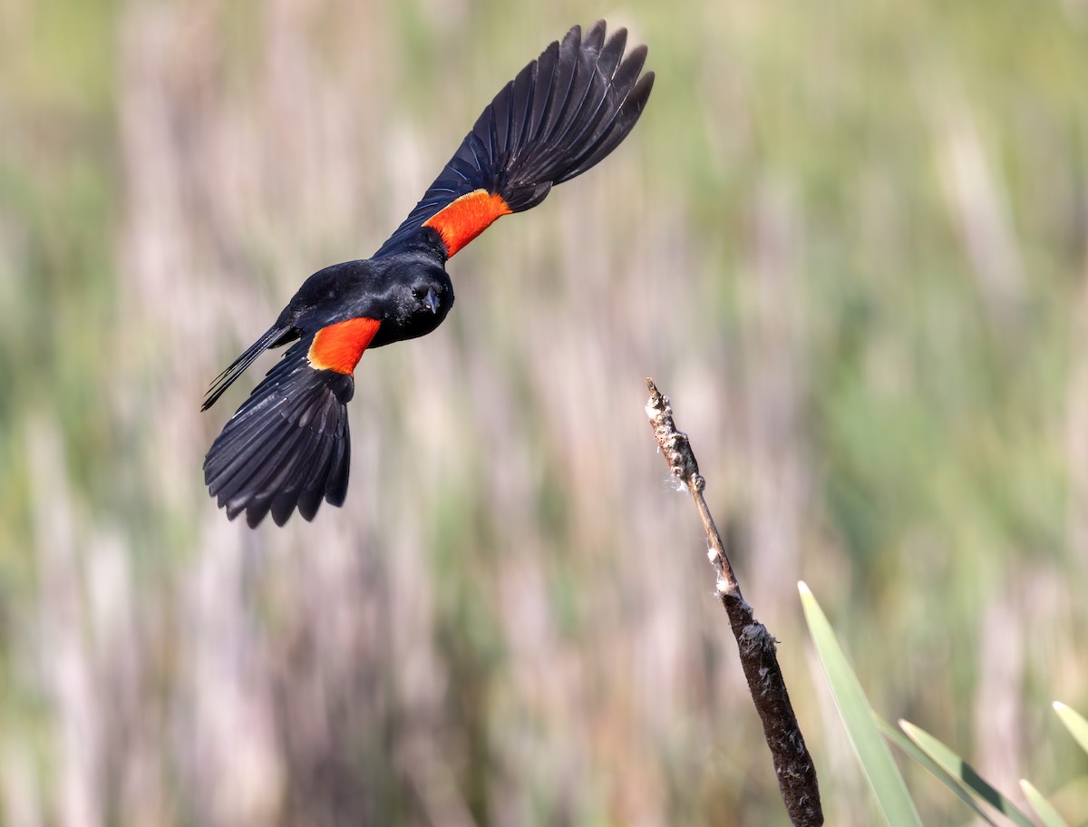 Red-winged Blackbird - ML619360489