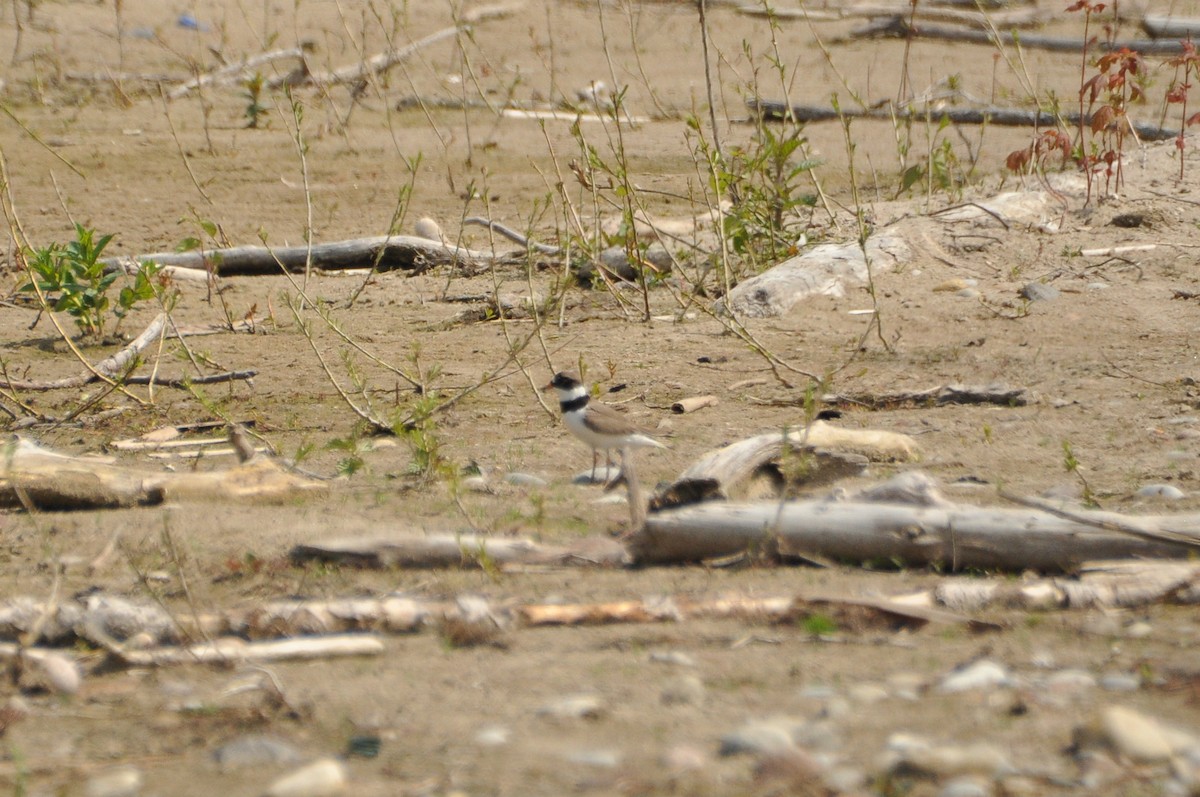 Semipalmated Plover - ML619360538