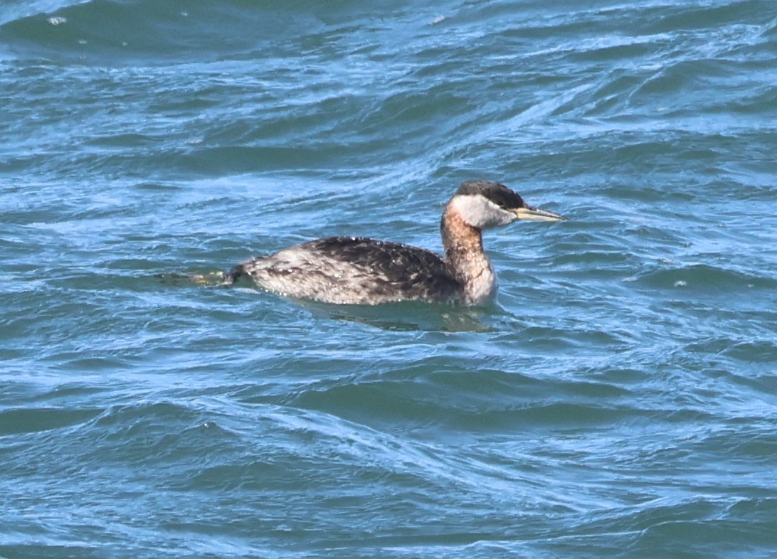 Red-necked Grebe - ML619360550