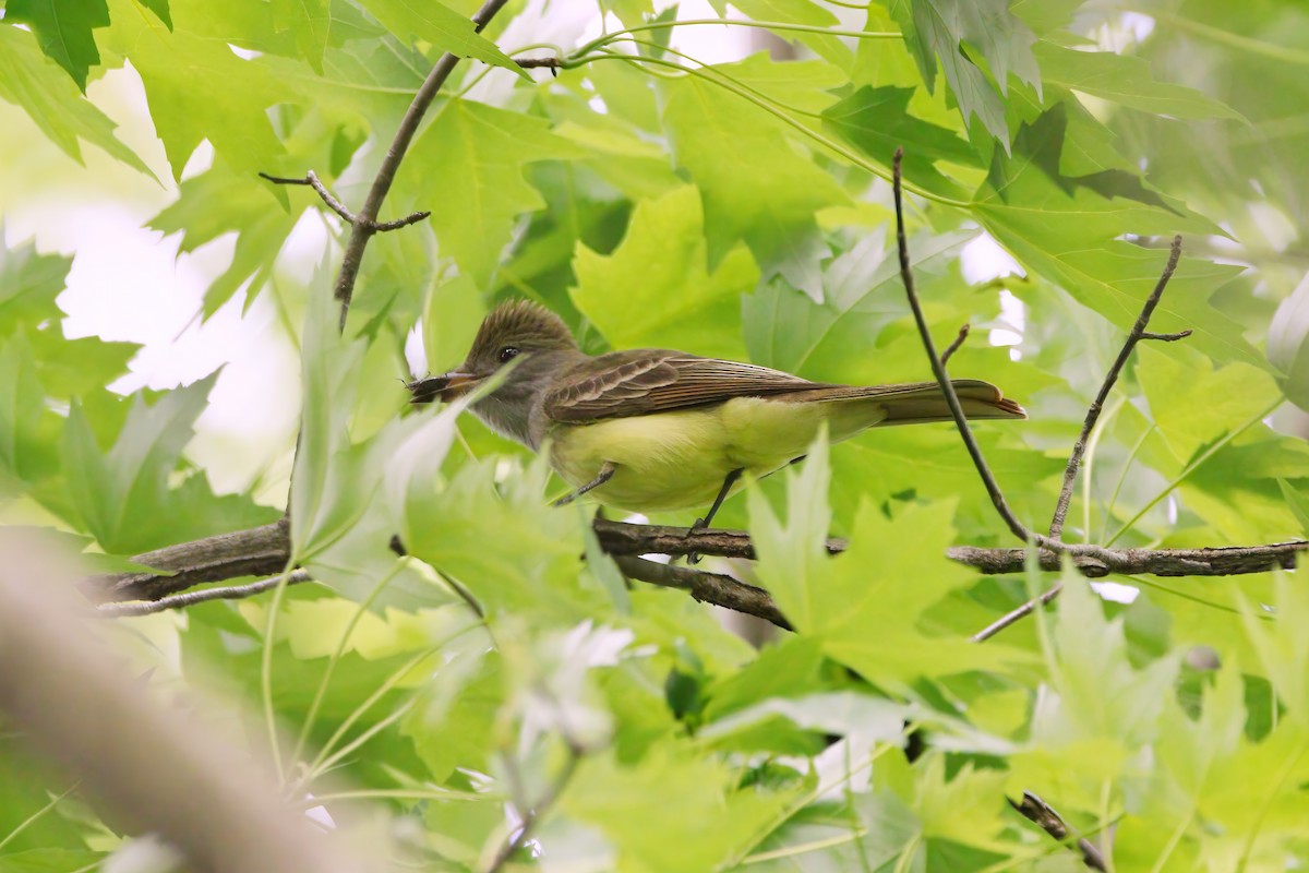 Great Crested Flycatcher - ML619360582