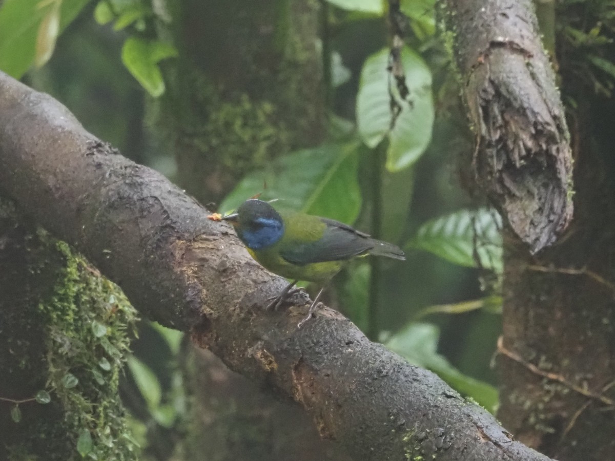Moss-backed Tanager - ML619360593