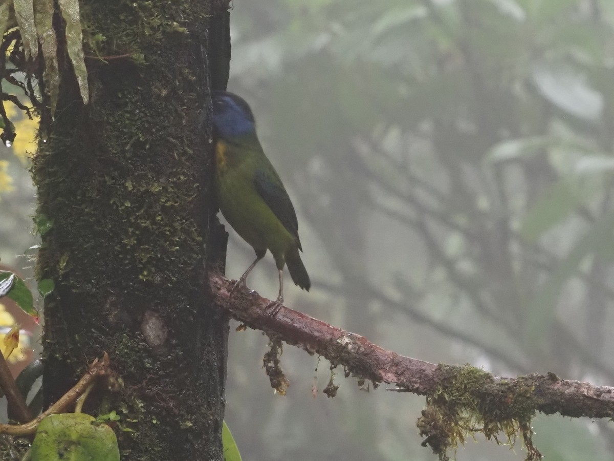 Moss-backed Tanager - ML619360612