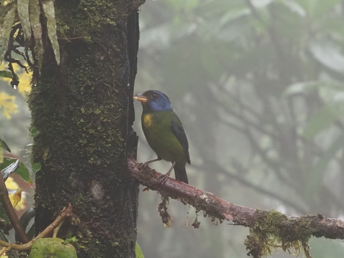 Moss-backed Tanager - ML619360615
