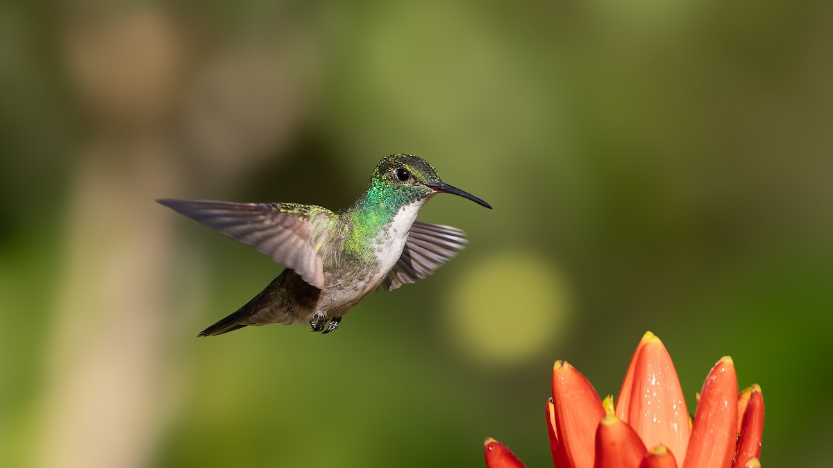 kolibřík pestrý [skupina versicolor] - ML619360633