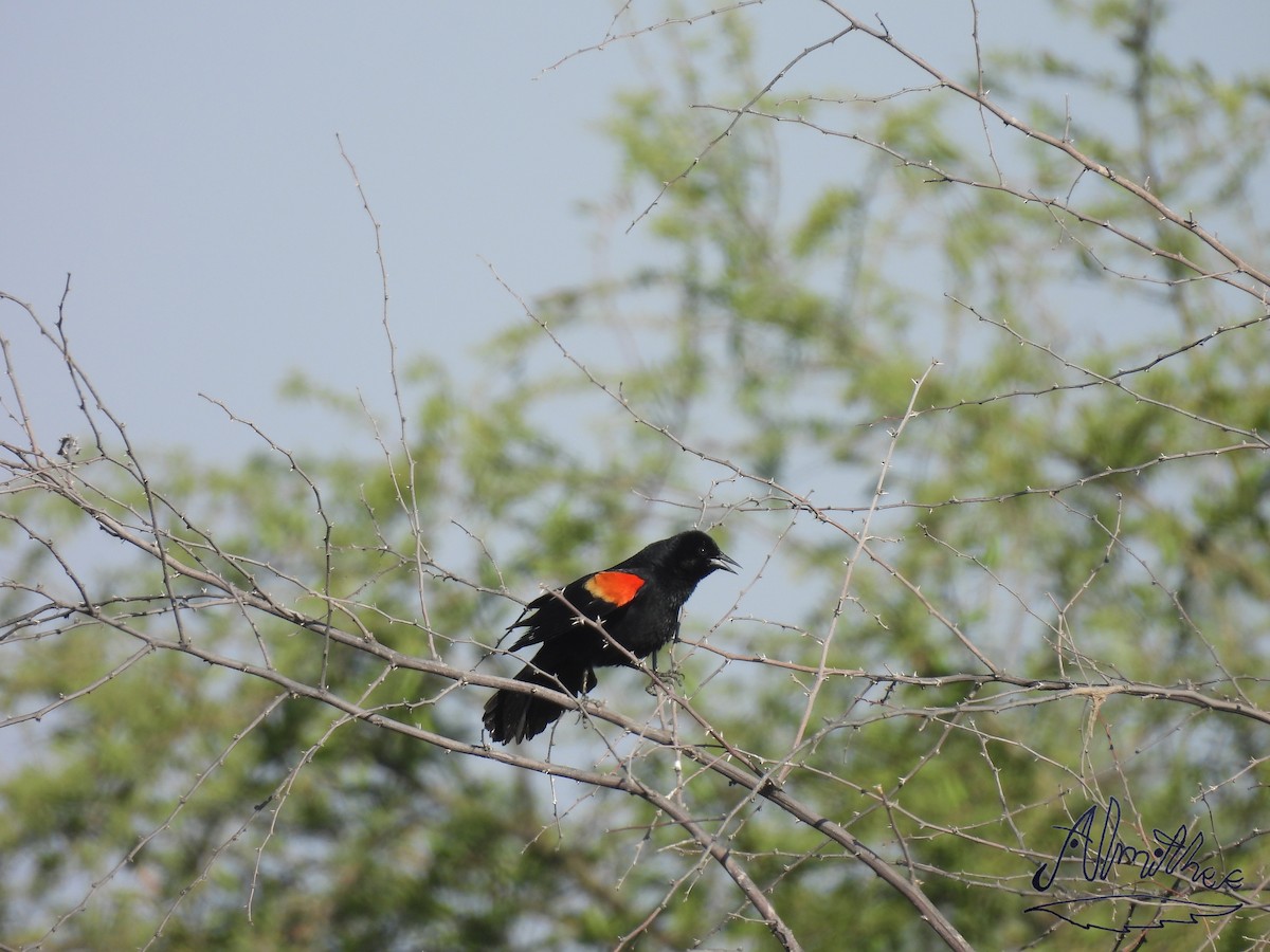 Red-winged Blackbird - ML619360662