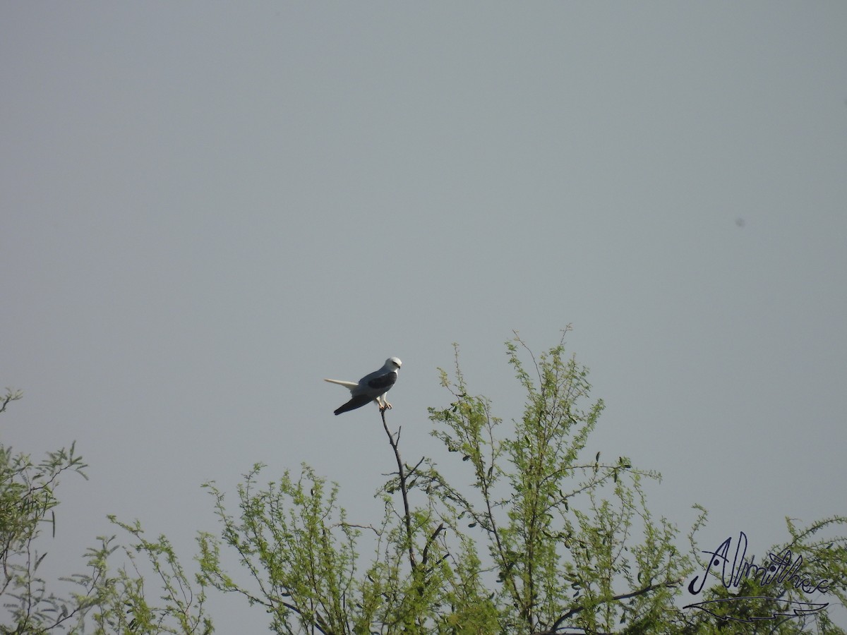 White-tailed Kite - ML619360685