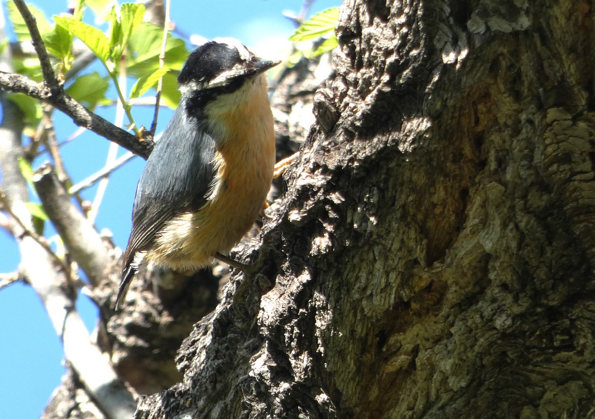 Red-breasted Nuthatch - ML619360746