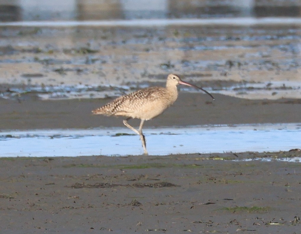 Long-billed Curlew - ML619360762