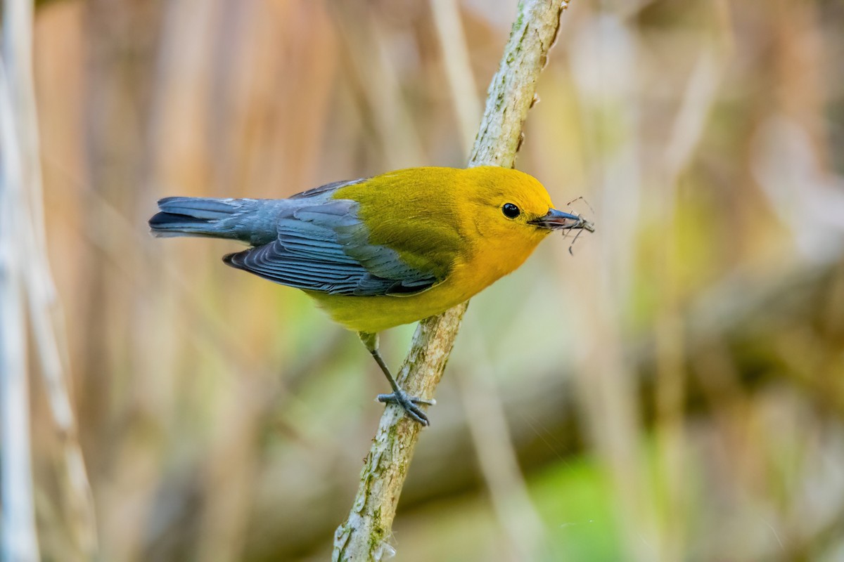 Prothonotary Warbler - ML619360772
