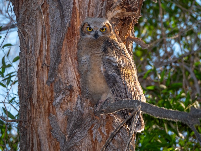 Great Horned Owl - ML619360794