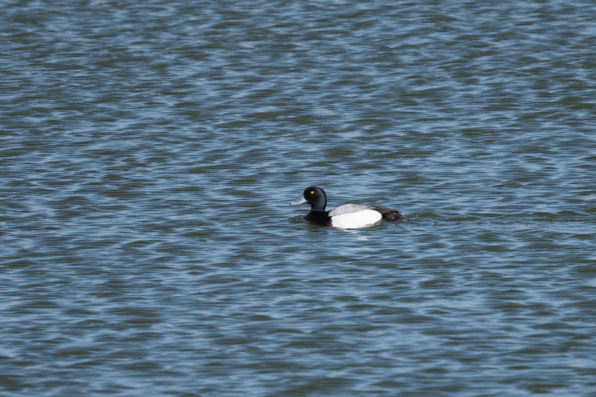Greater Scaup - ML619360798