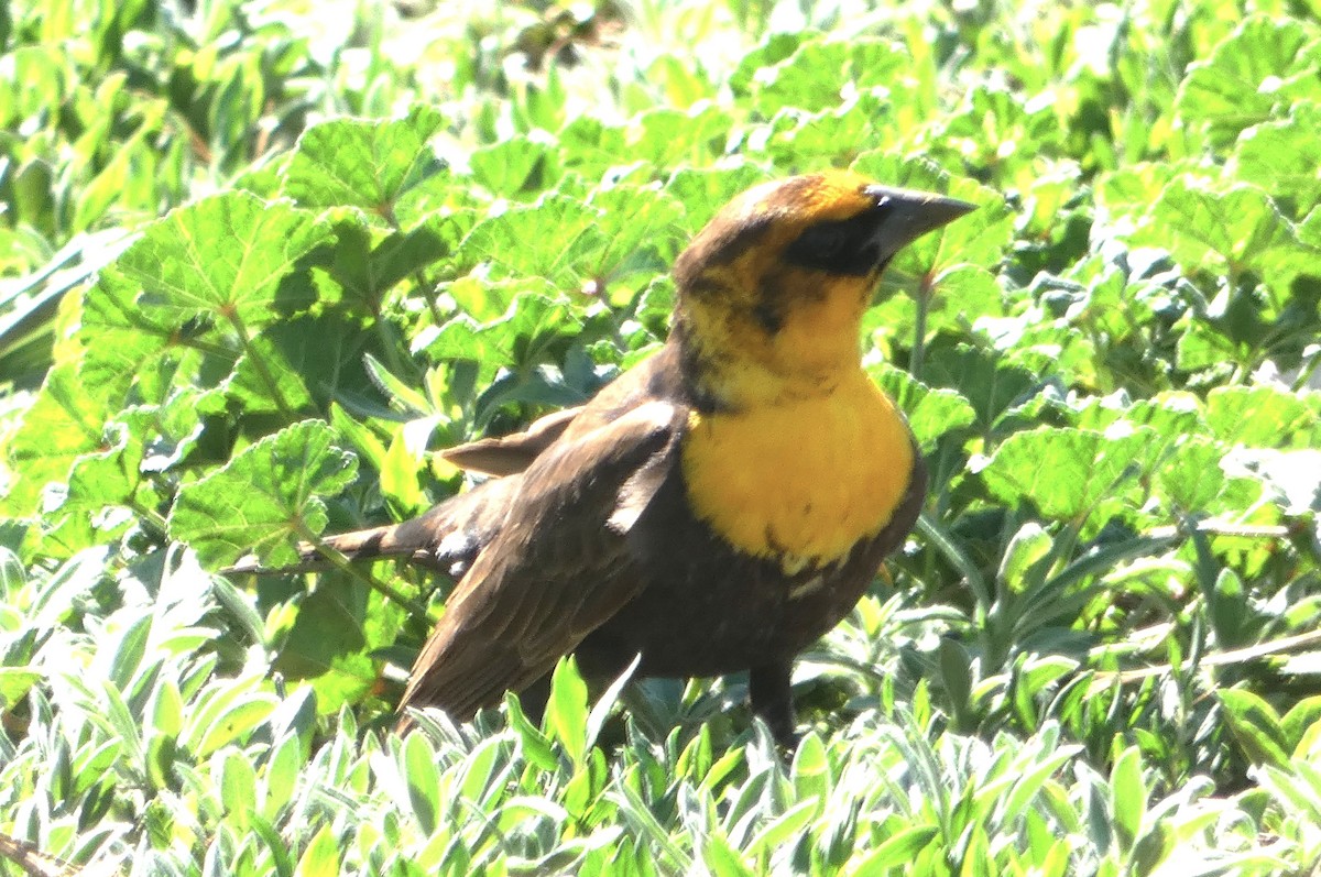 Yellow-headed Blackbird - ML619360828