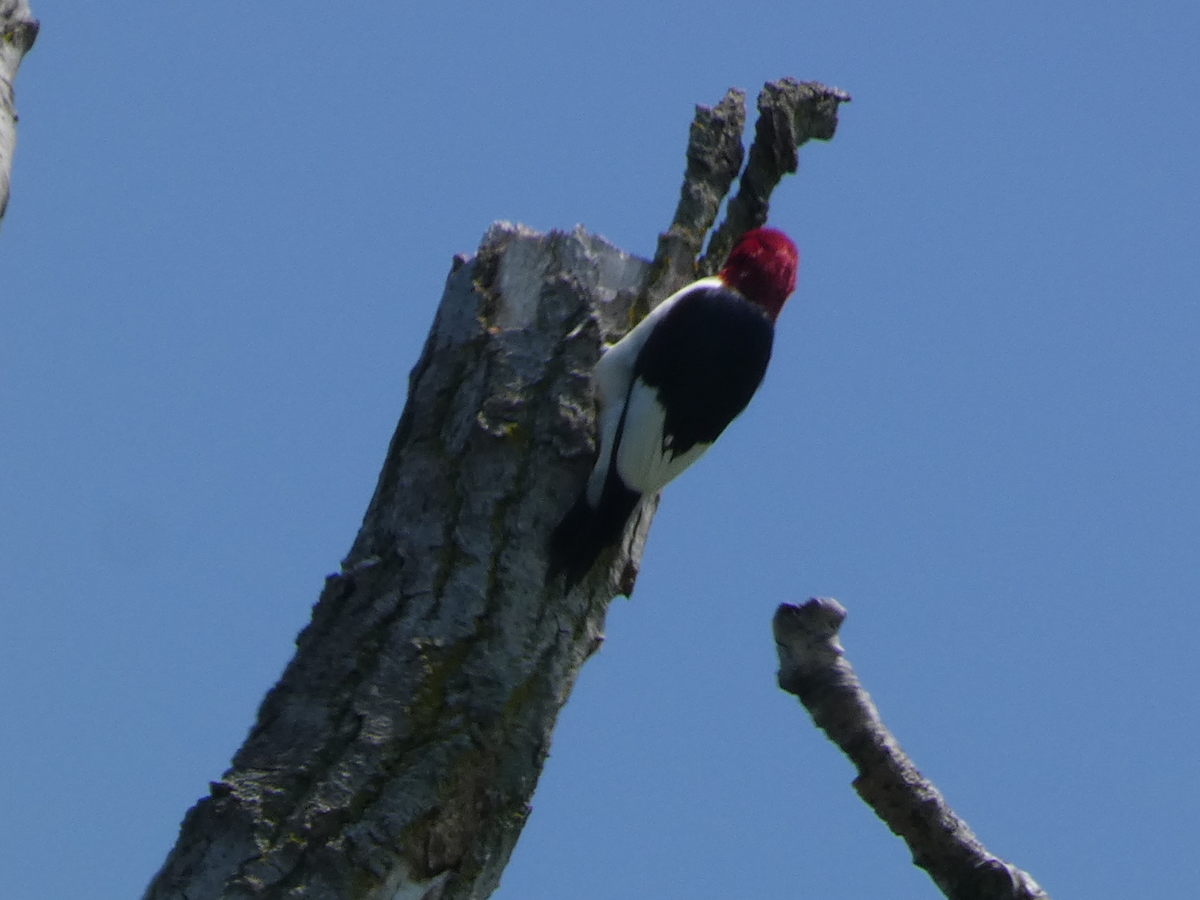 Red-headed Woodpecker - ML619360869