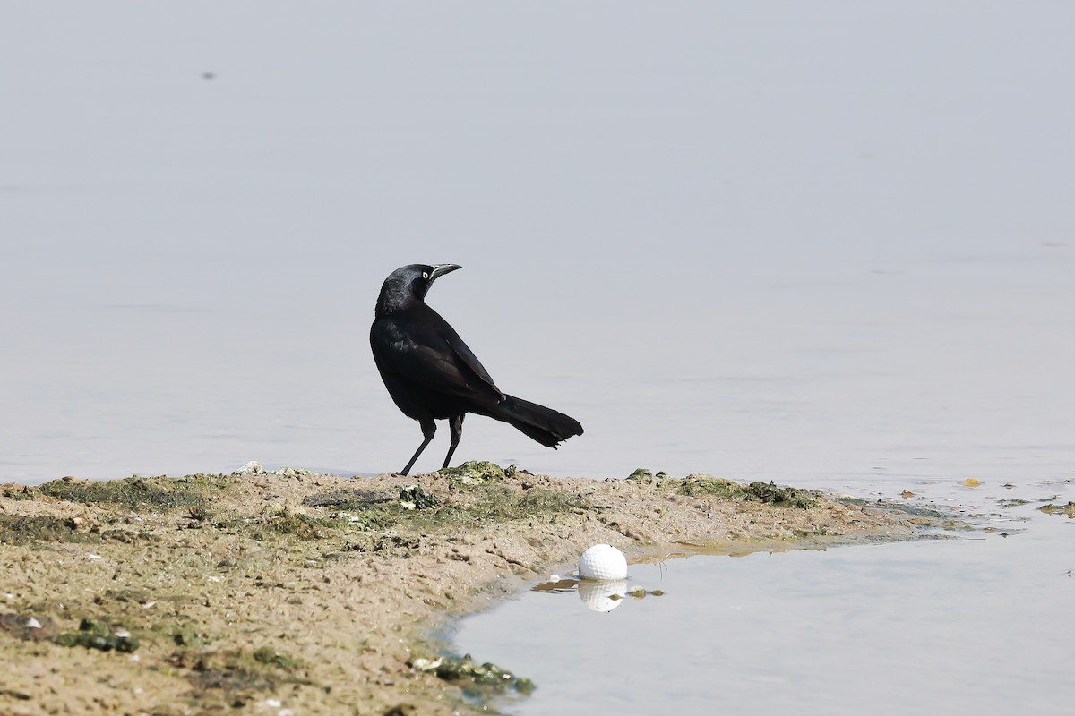 Great-tailed Grackle - ML619360882