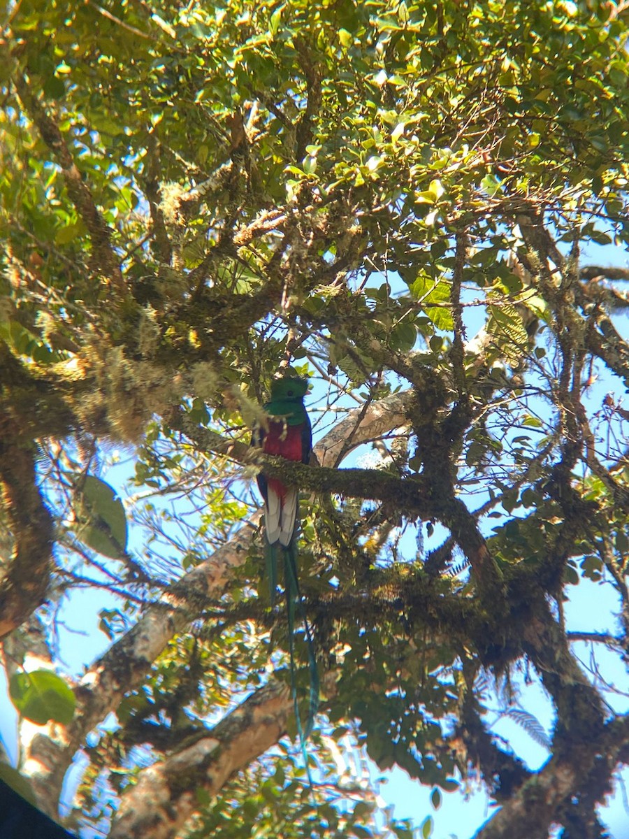 Quetzal Guatemalteco - ML619360903