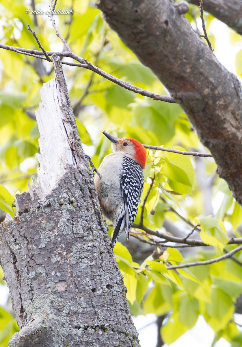 Red-bellied Woodpecker - ML619361052