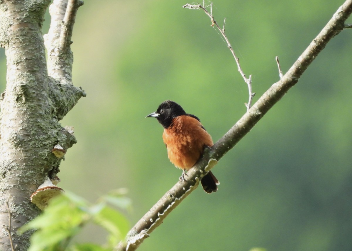Orchard Oriole - ML619361066