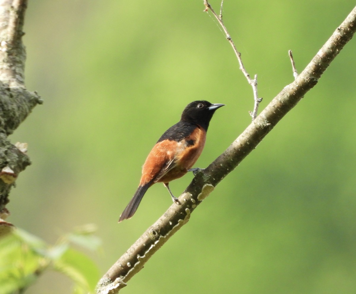 Orchard Oriole - ML619361067