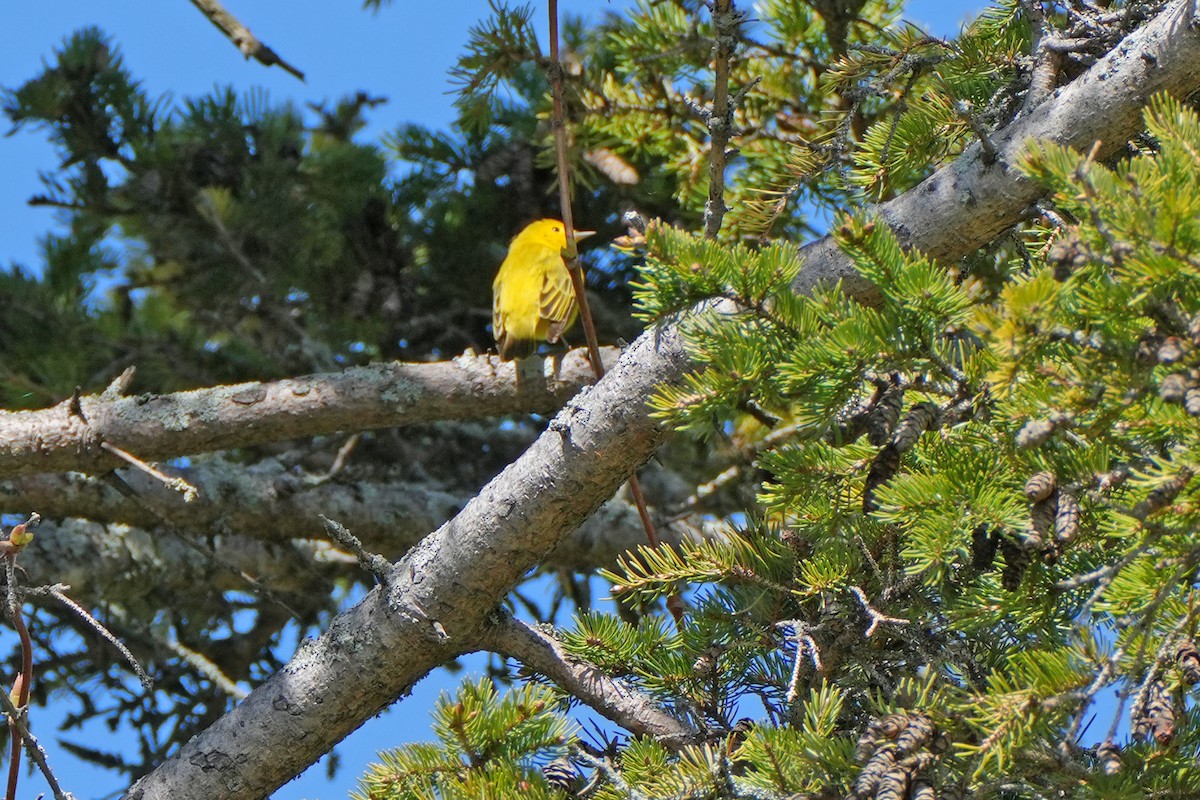 Yellow Warbler - ML619361184