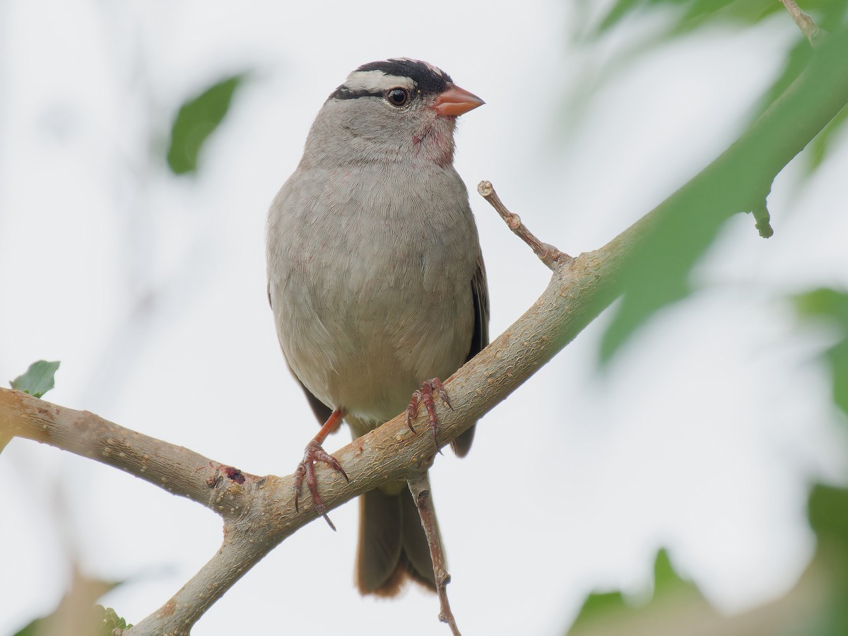White-crowned Sparrow (Dark-lored) - ML619361193