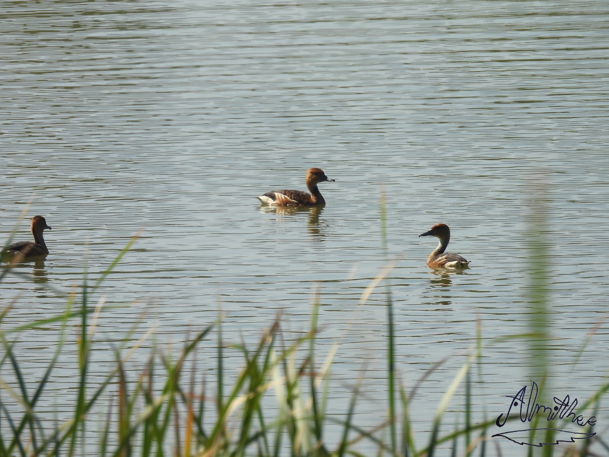 Fulvous Whistling-Duck - ML619361194