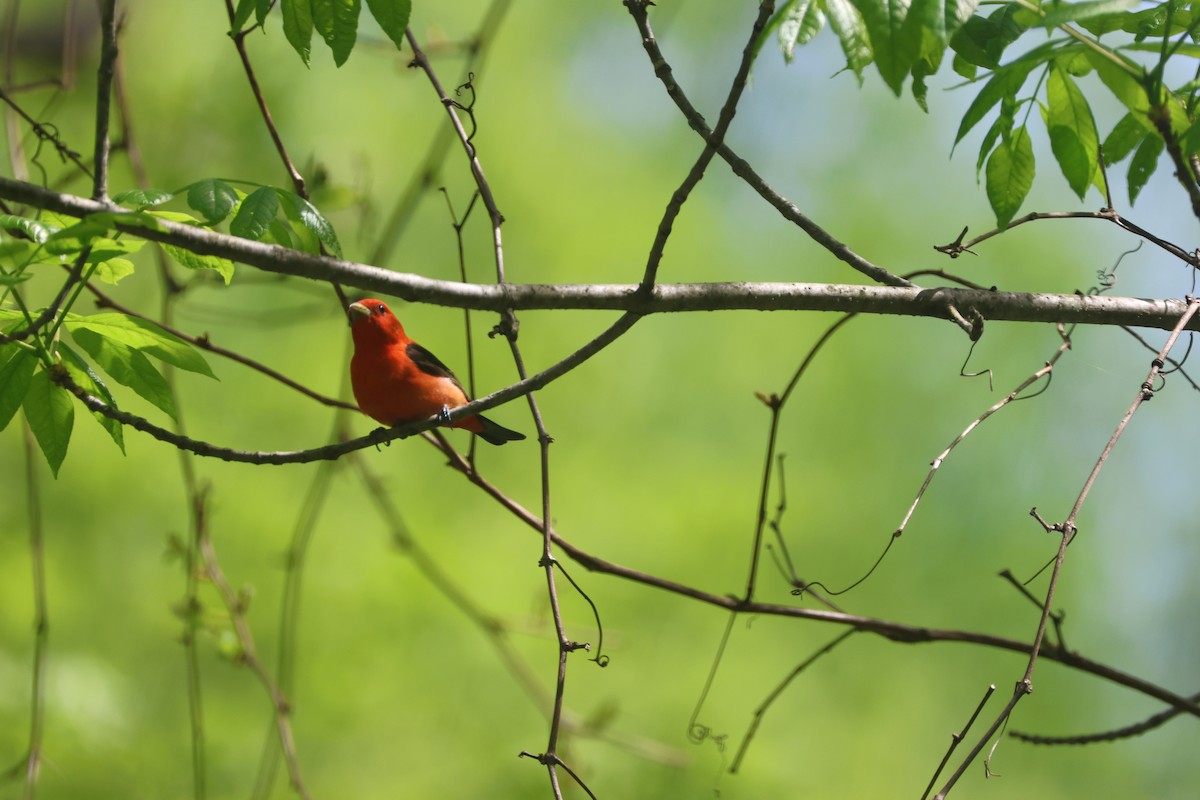 Scarlet Tanager - ML619361207