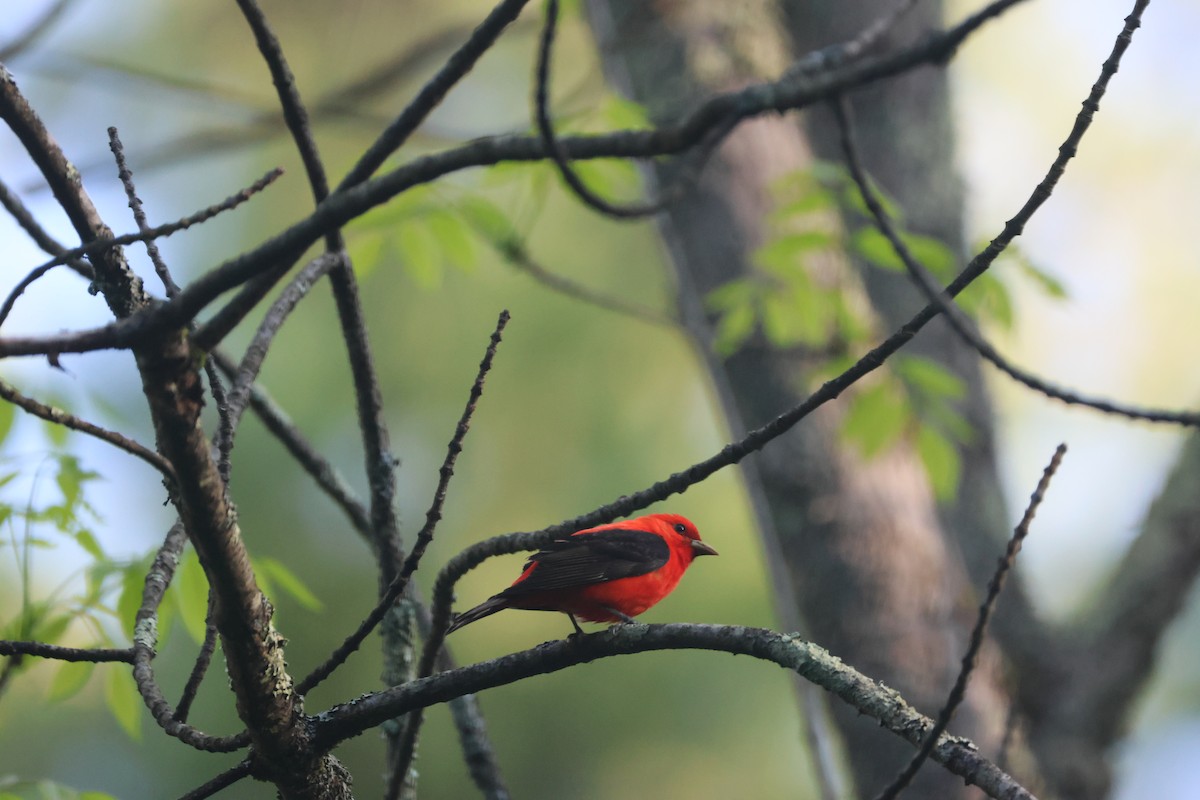 Scarlet Tanager - ML619361215