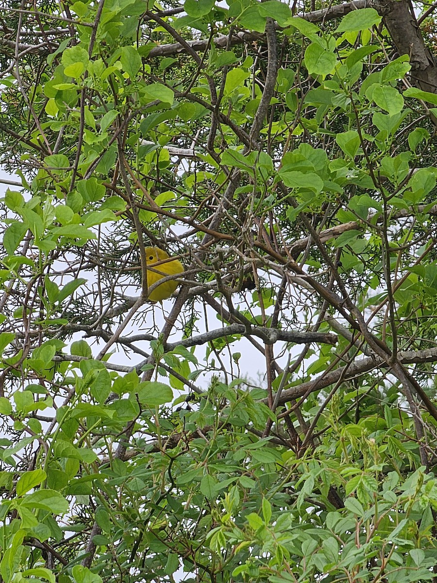 Yellow Warbler - ML619361225