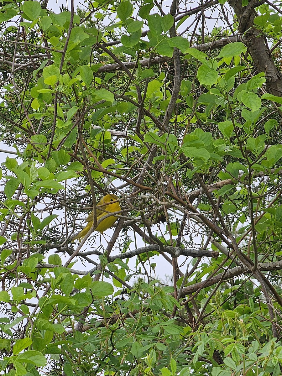 Yellow Warbler - ML619361228