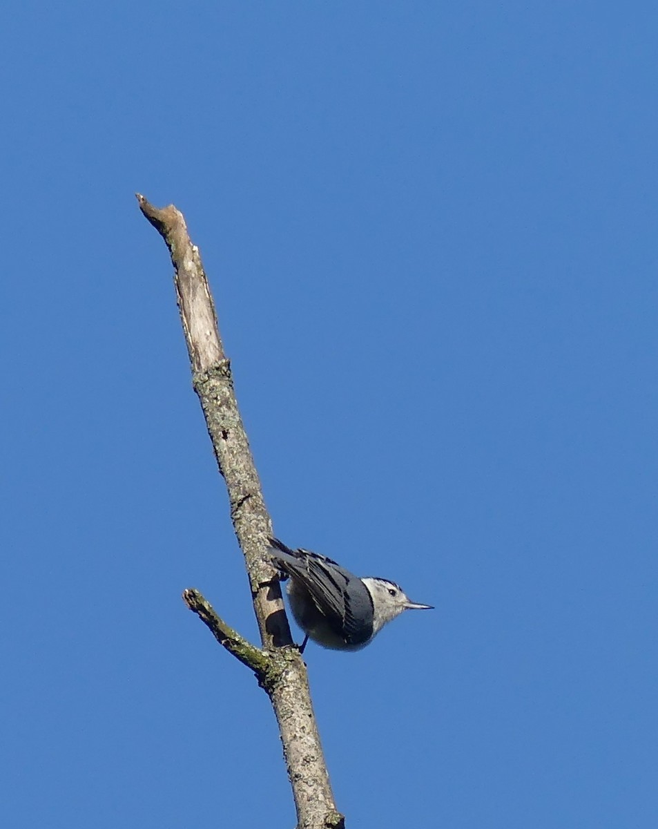 White-breasted Nuthatch - ML619361231