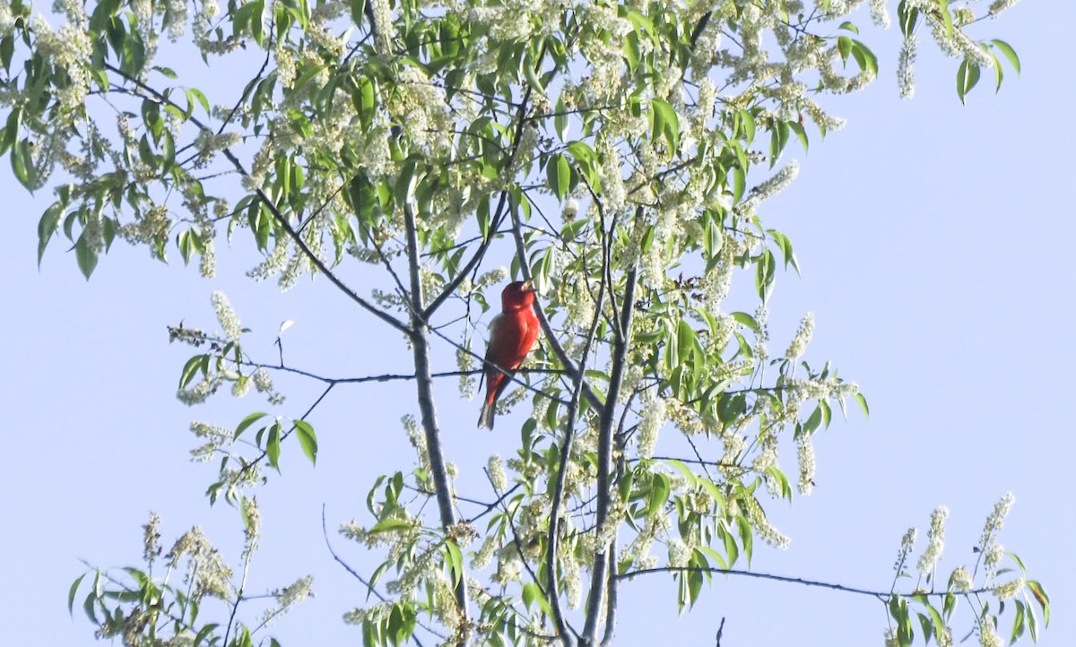 Scarlet Tanager - ML619361236