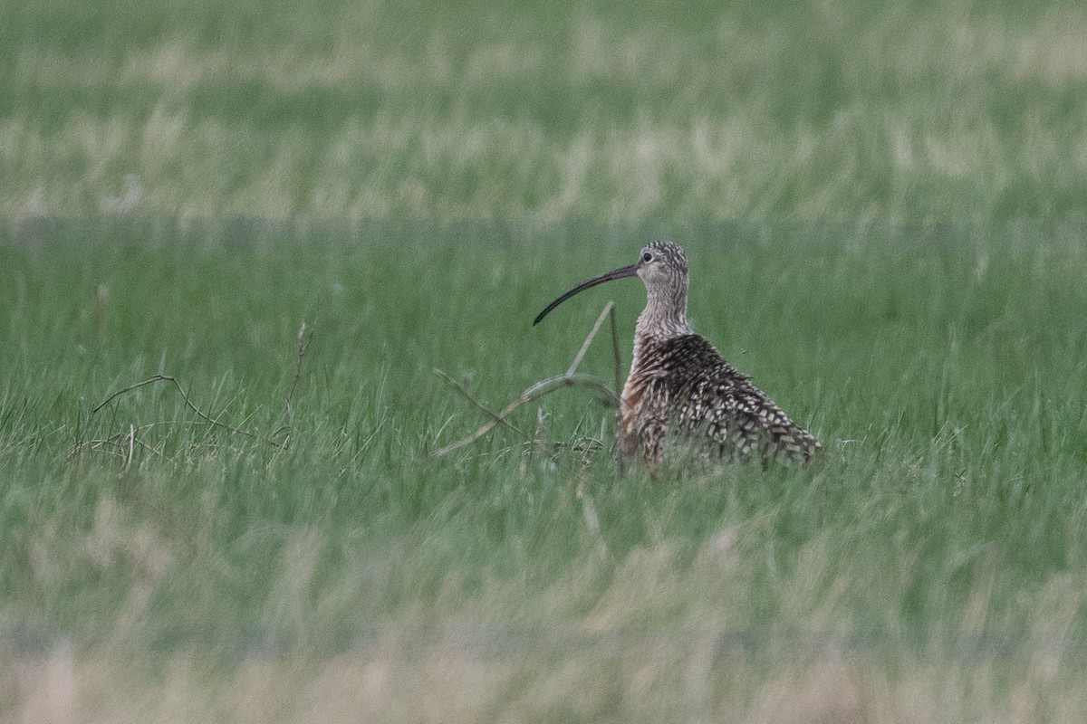 Long-billed Curlew - ML619361270
