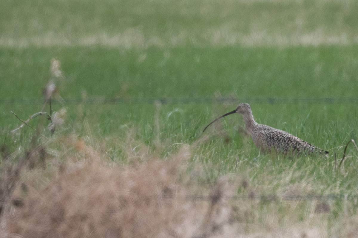 Long-billed Curlew - ML619361272