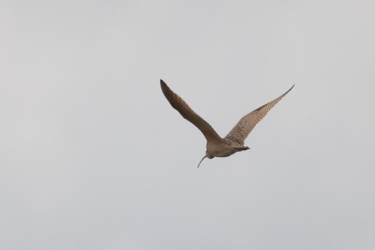 Long-billed Curlew - ML619361328