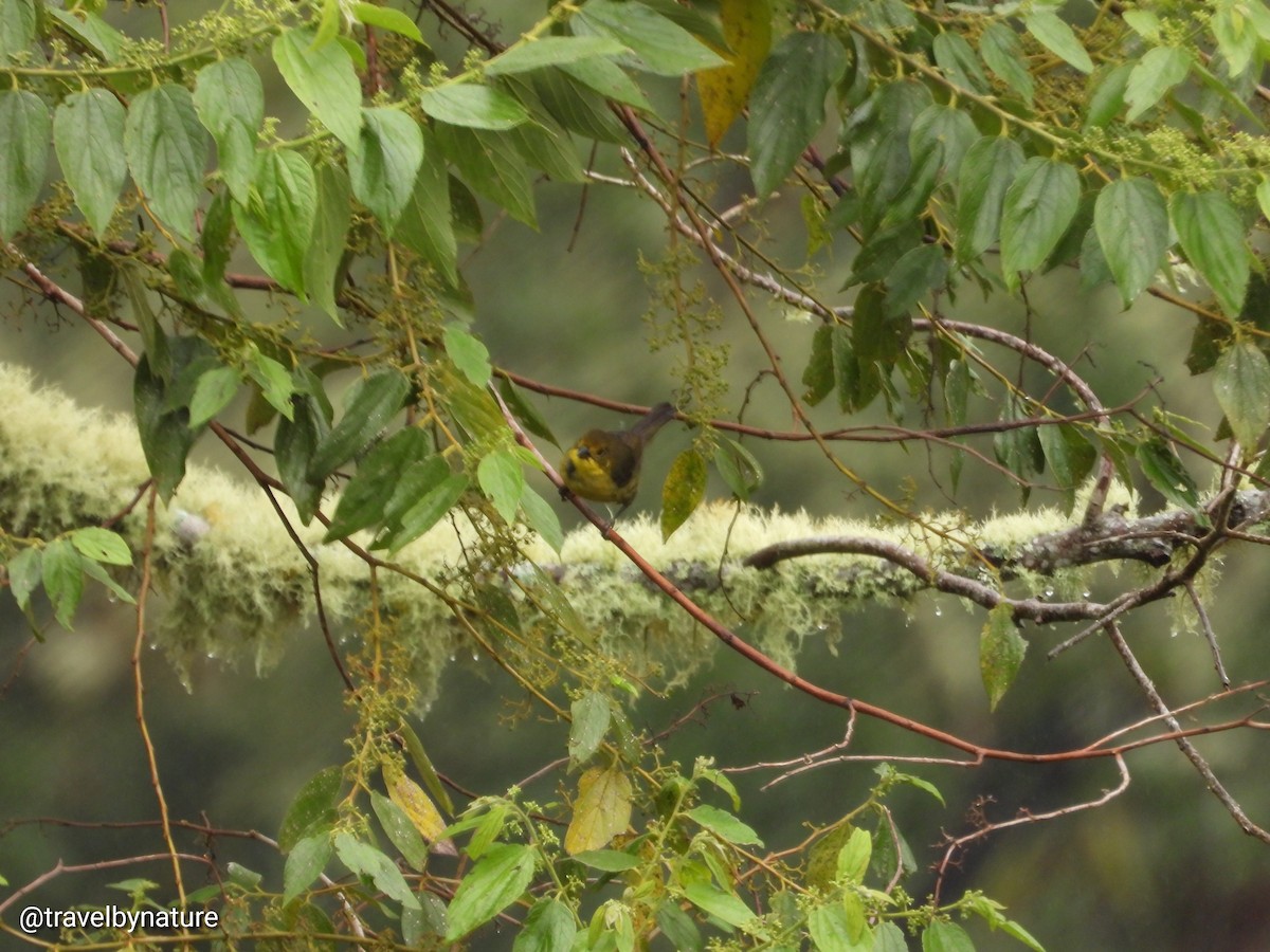 Yellow-headed Brushfinch - ML619361346