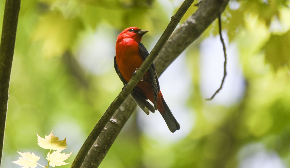 Scarlet Tanager - ML619361348