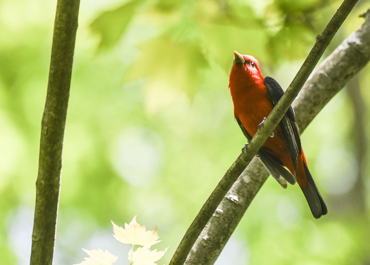 Scarlet Tanager - ML619361351