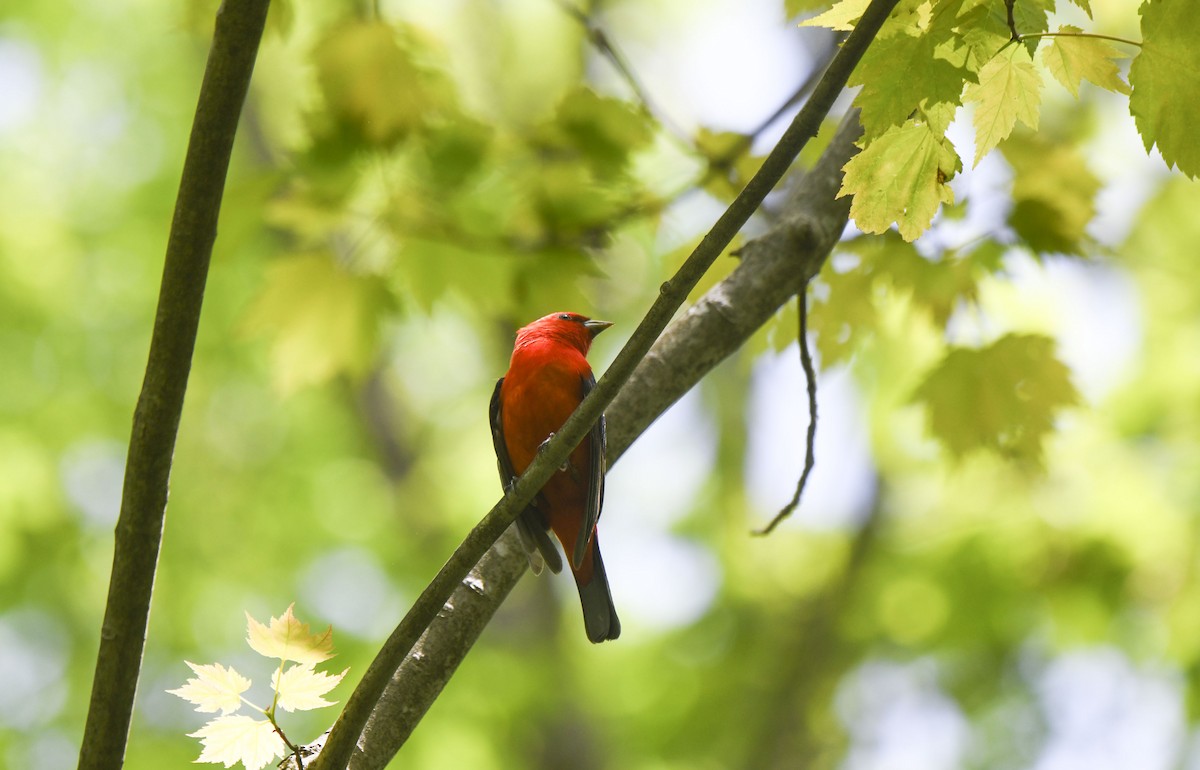 Scarlet Tanager - ML619361352