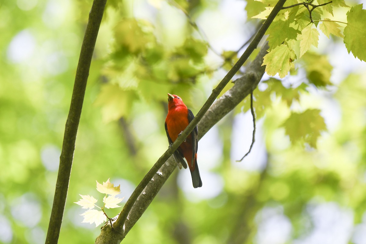 Scarlet Tanager - ML619361354