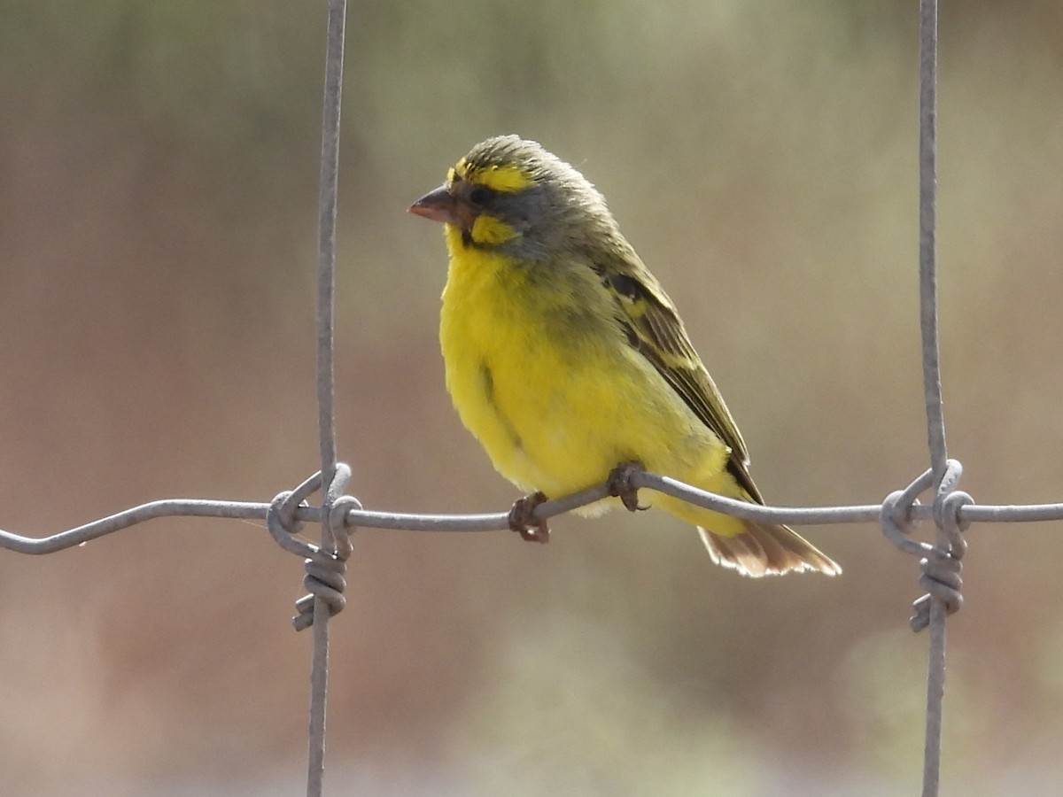 Yellow-fronted Canary - ML619361365