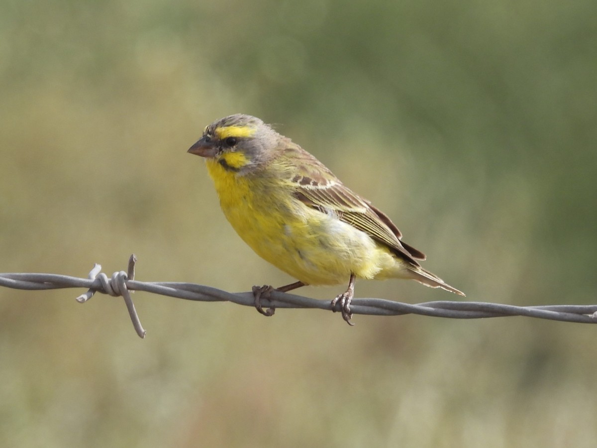 Yellow-fronted Canary - ML619361366