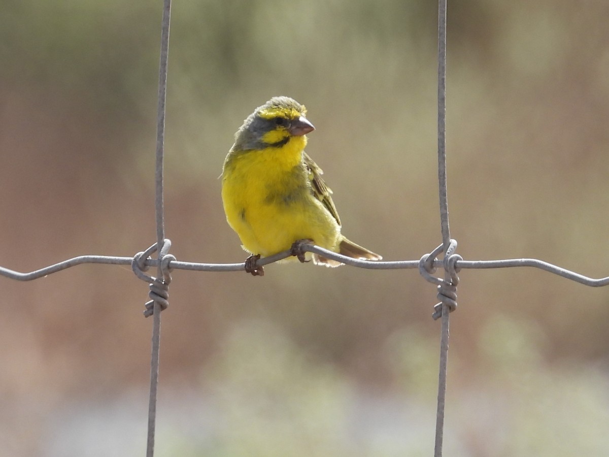 Yellow-fronted Canary - ML619361367