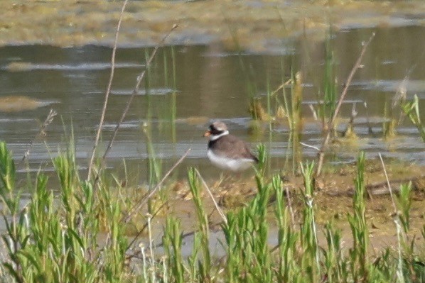 Common Ringed Plover - ML619361376
