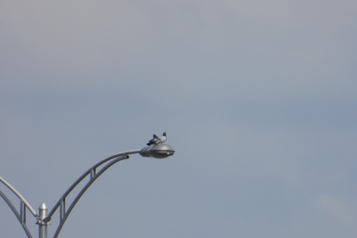 holub skalní (domácí) - ML619361390