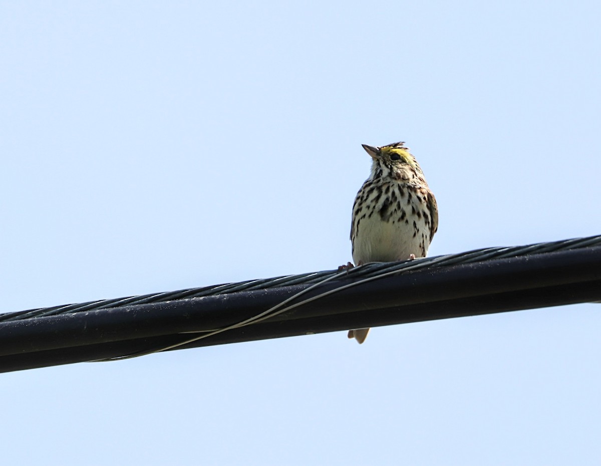Savannah Sparrow - ML619361441