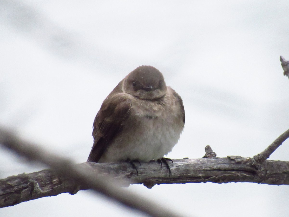 Northern Rough-winged Swallow - ML619361447