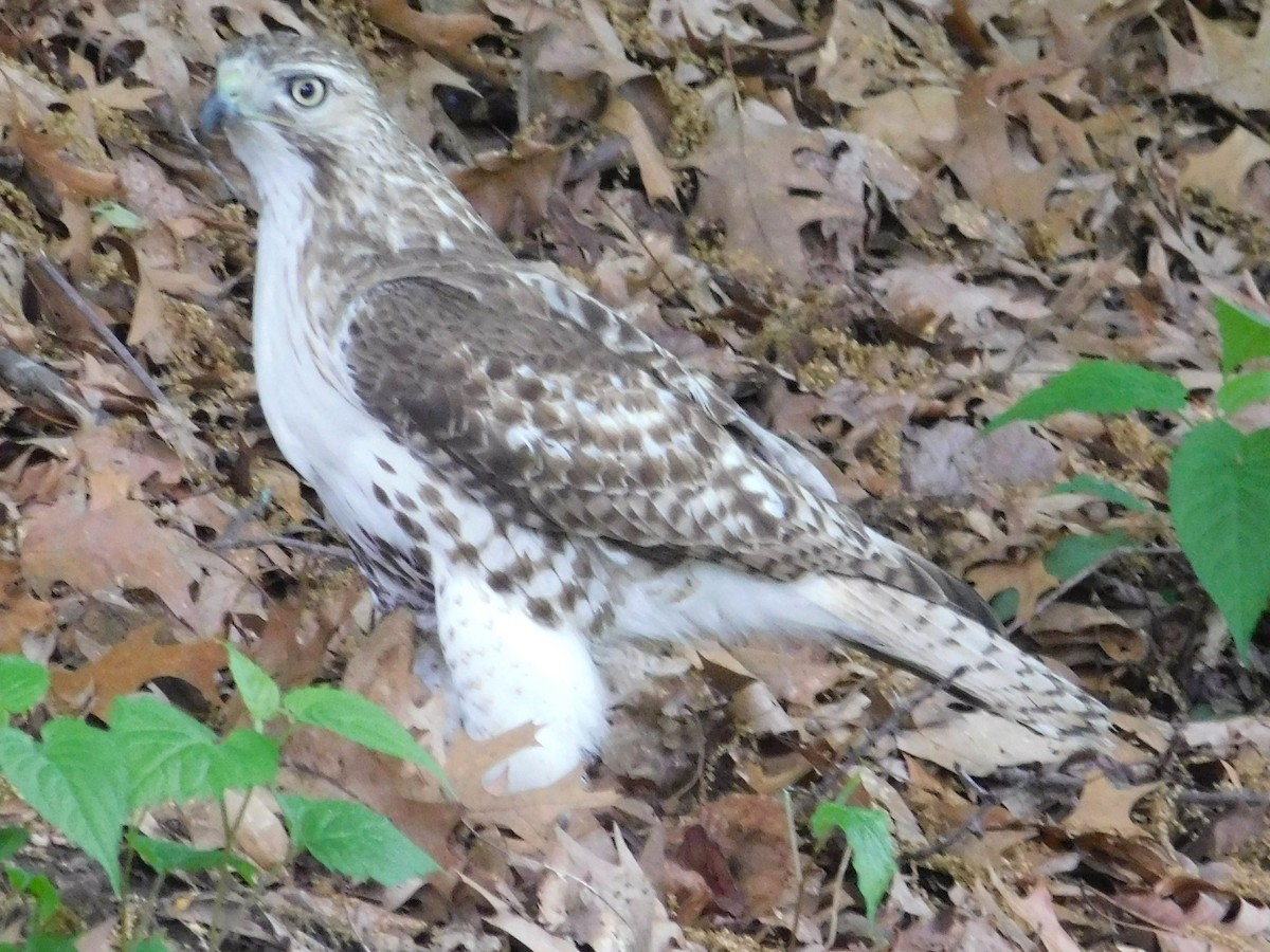 Red-tailed Hawk - ML619361480