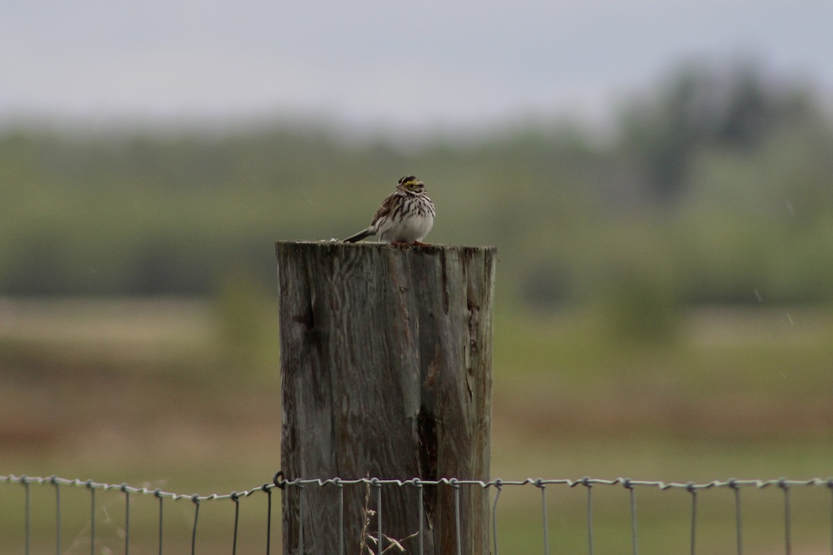 Savannah Sparrow (Savannah) - ML619361525