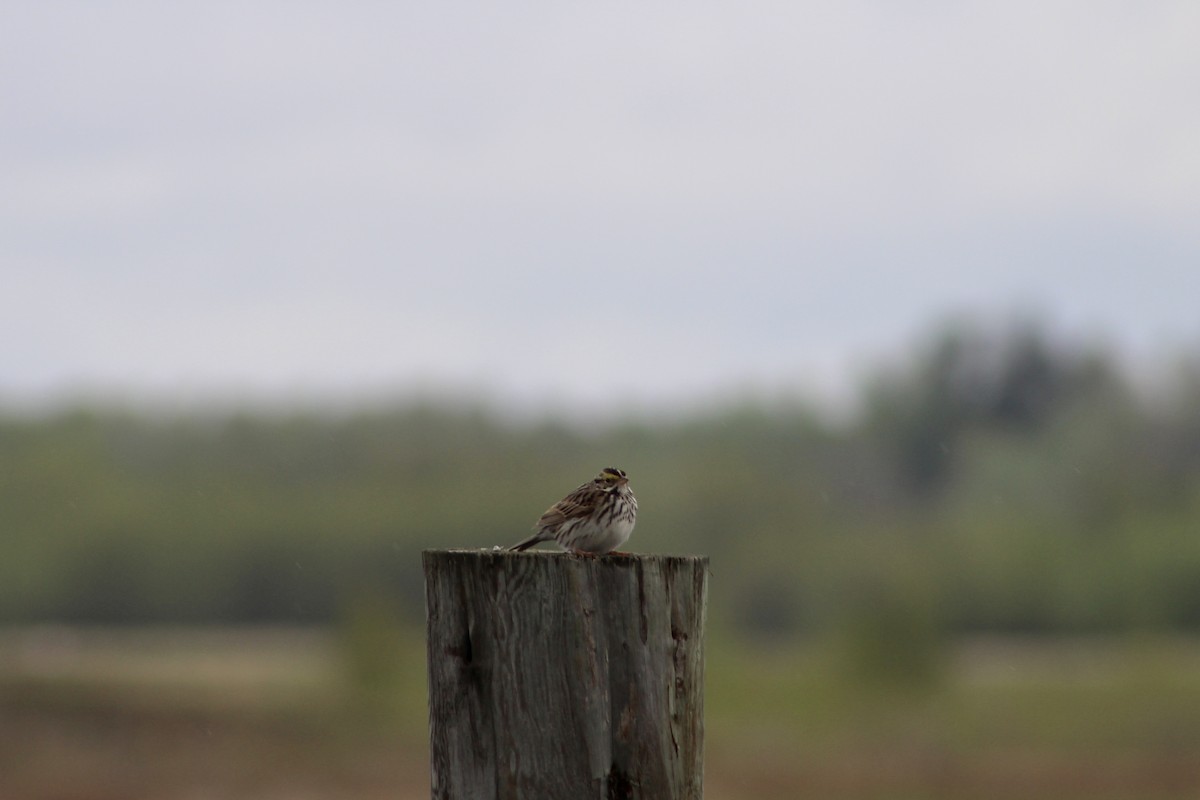 Savannah Sparrow (Savannah) - ML619361526